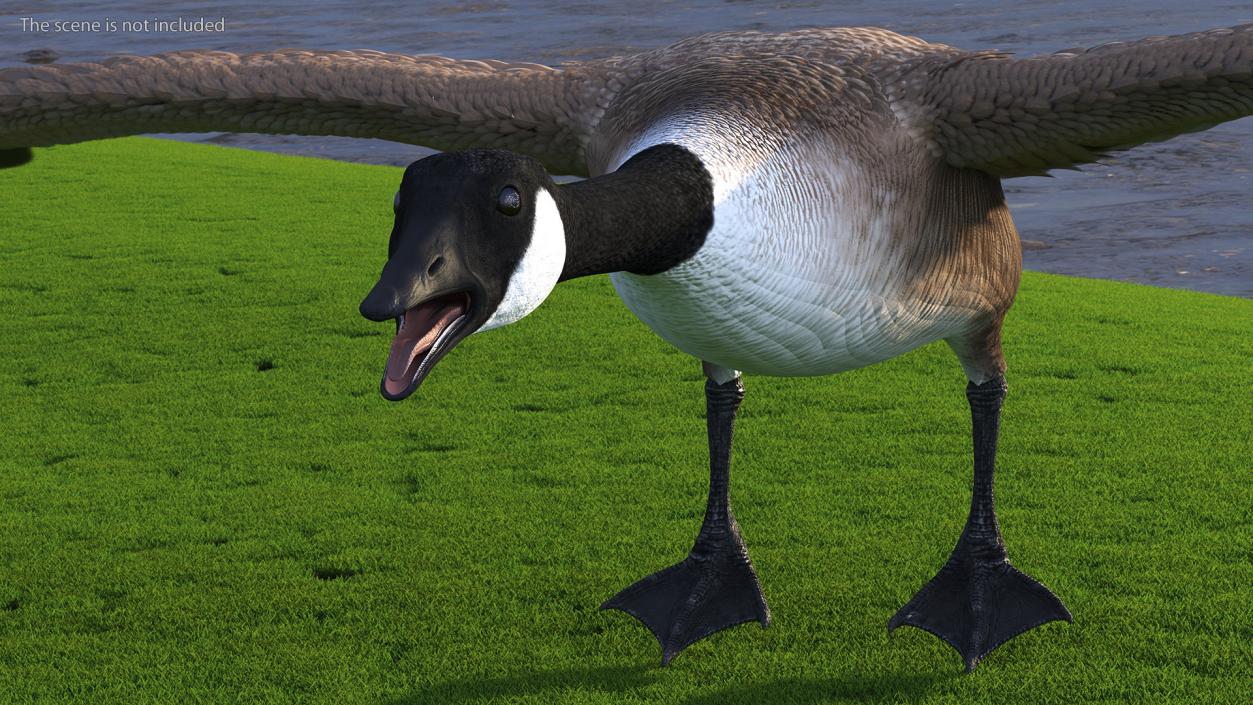 Canada Goose Rigged 3D model