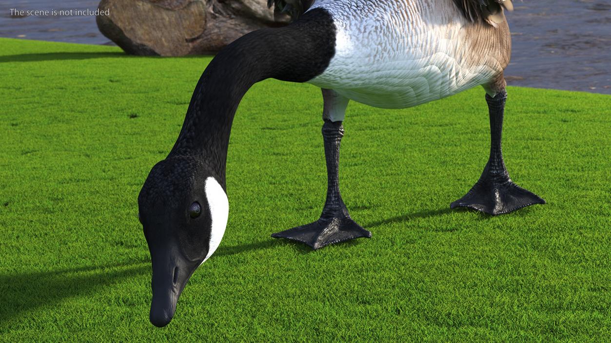 Canada Goose Rigged 3D model