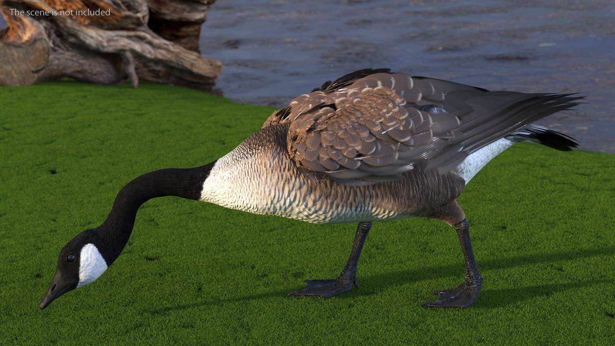 Canada Goose Rigged 3D model