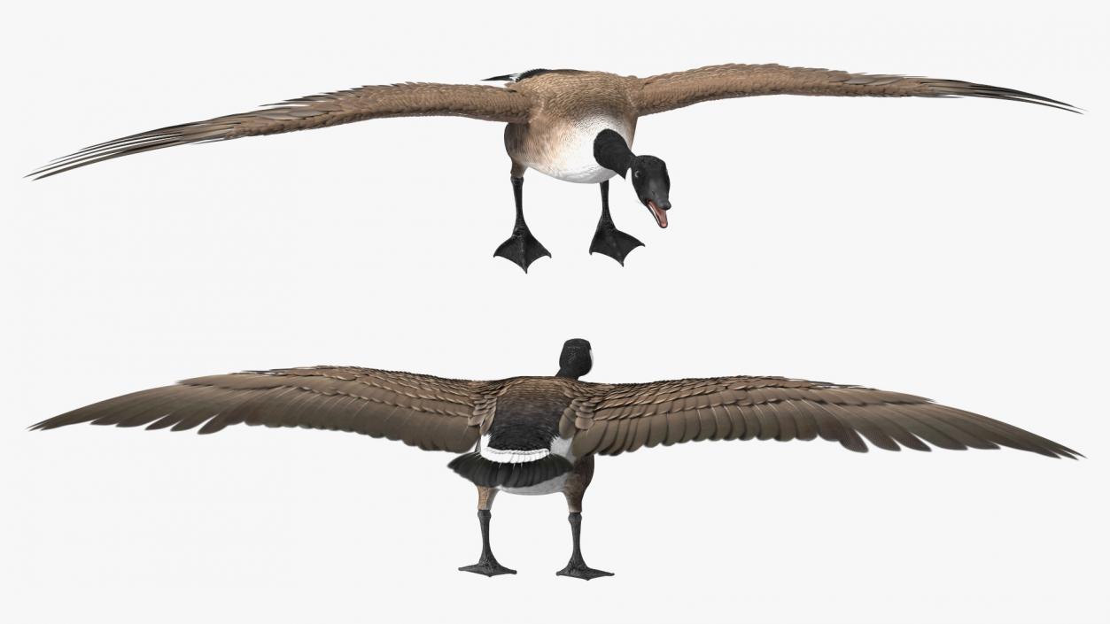 Canada Goose Rigged 3D model