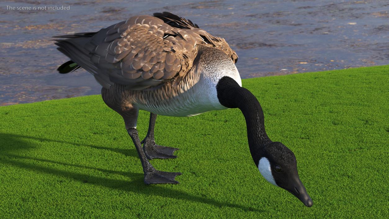 Canada Goose Rigged 3D model