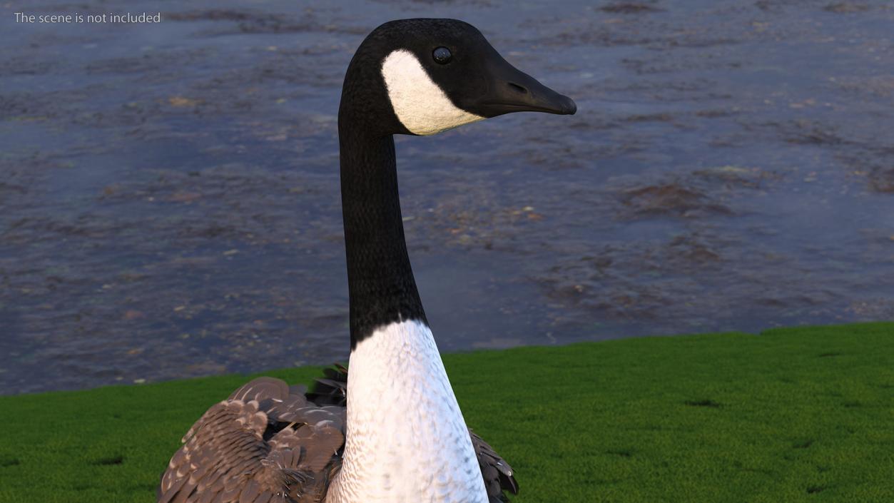 Canada Goose Rigged 3D model