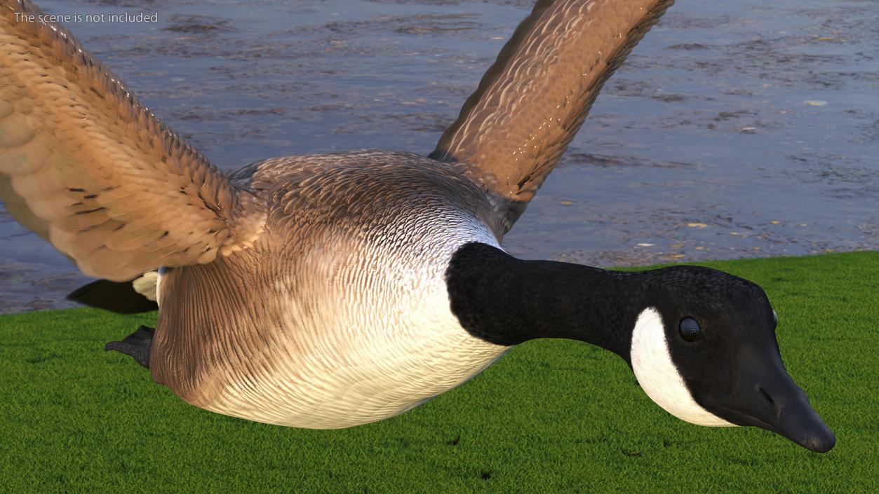 Canada Goose Rigged 3D model