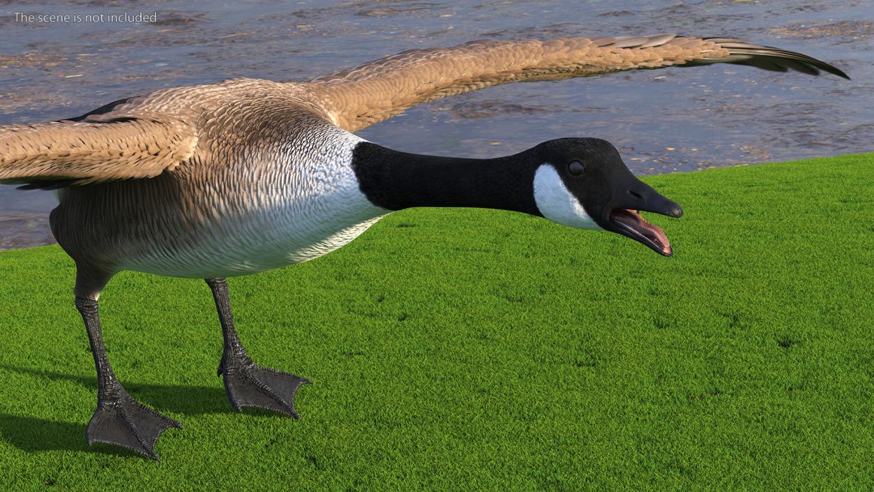 Canada Goose Rigged 3D model