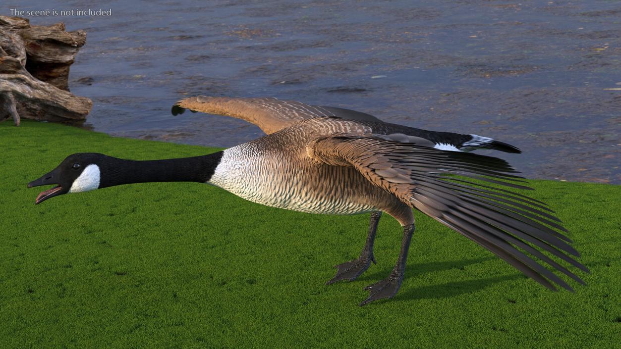 Canada Goose Rigged 3D model