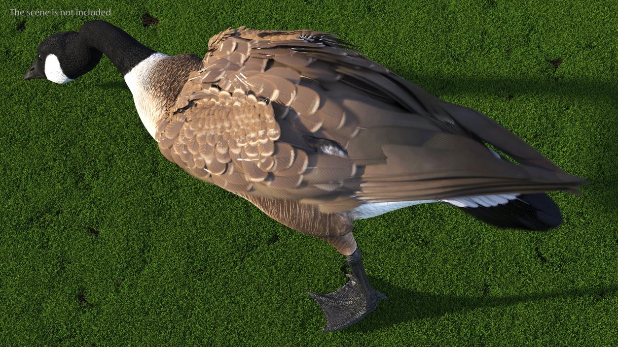 Canada Goose Rigged 3D model