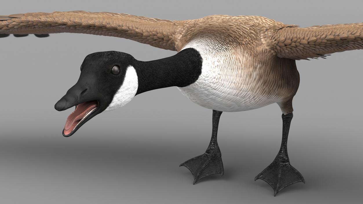 Canada Goose Rigged 3D model