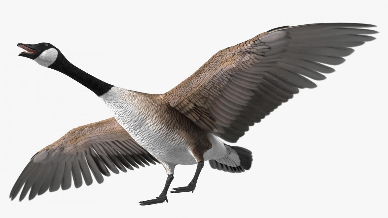 Canada Goose Rigged 3D model