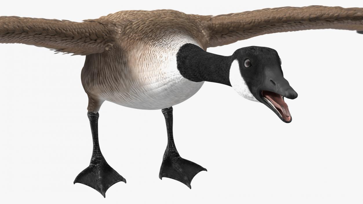 Canada Goose Rigged 3D model