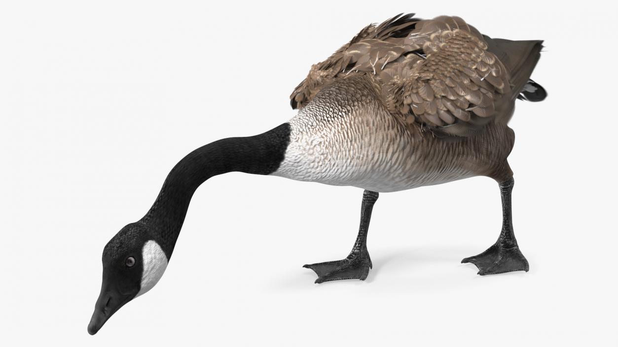 Canada Goose Rigged 3D model