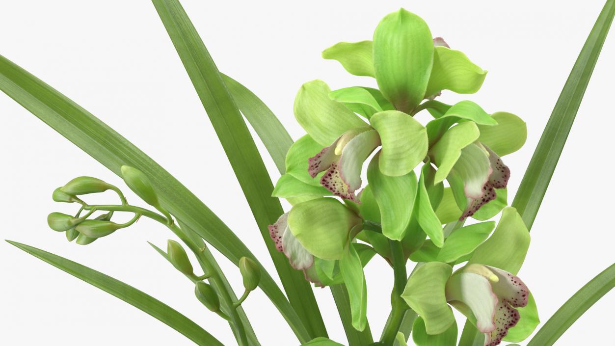 Orchid Pot Flower Green Fur 3D