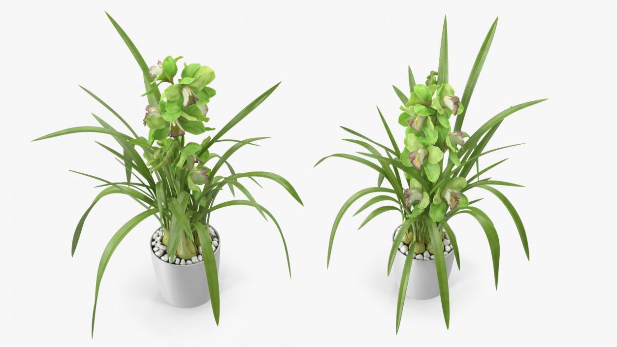 Orchid Pot Flower Green Fur 3D