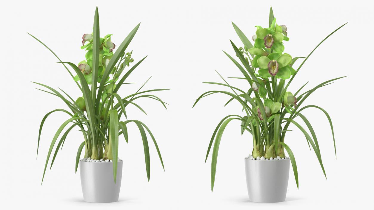 Orchid Pot Flower Green Fur 3D