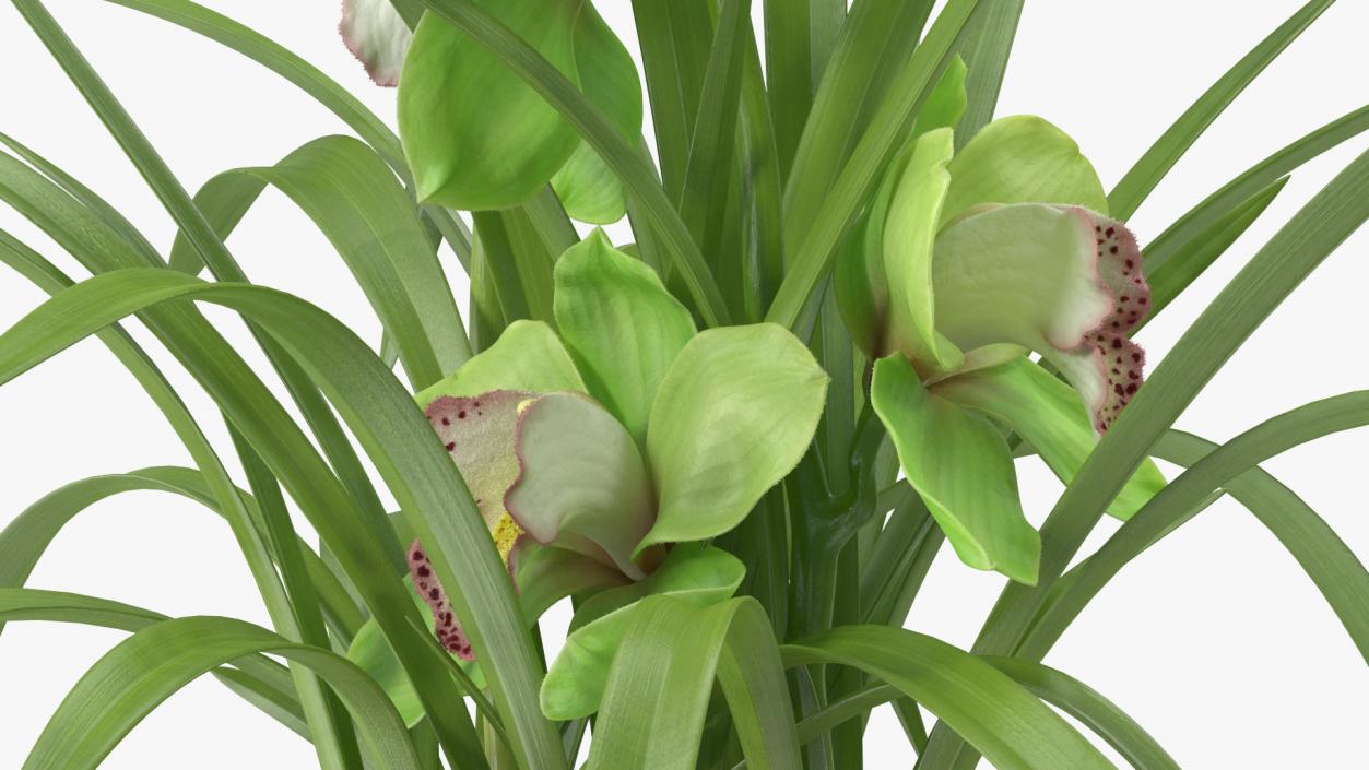 Orchid Pot Flower Green Fur 3D