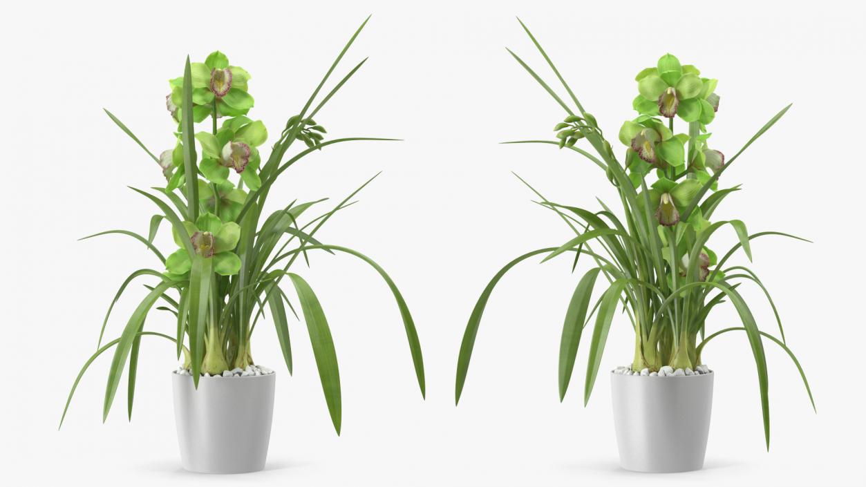 Orchid Pot Flower Green Fur 3D