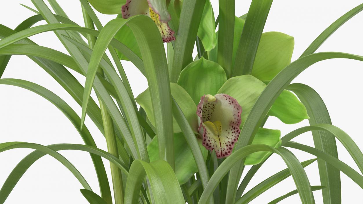 Orchid Pot Flower Green Fur 3D