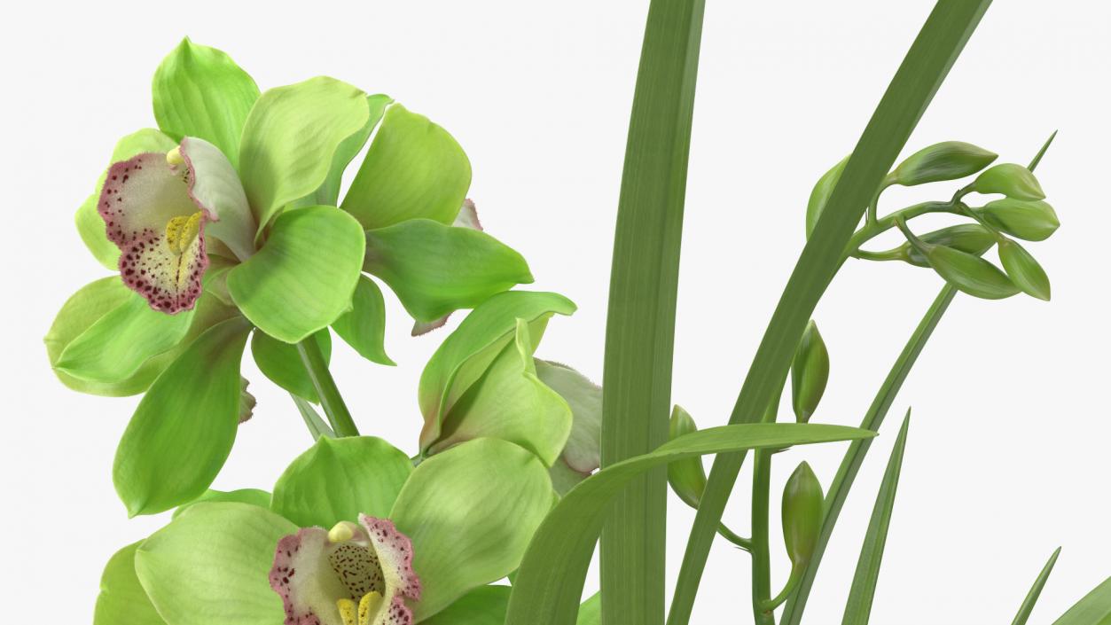 Orchid Pot Flower Green Fur 3D