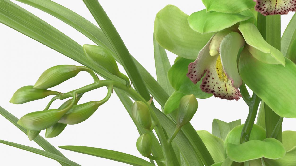 Orchid Pot Flower Green Fur 3D