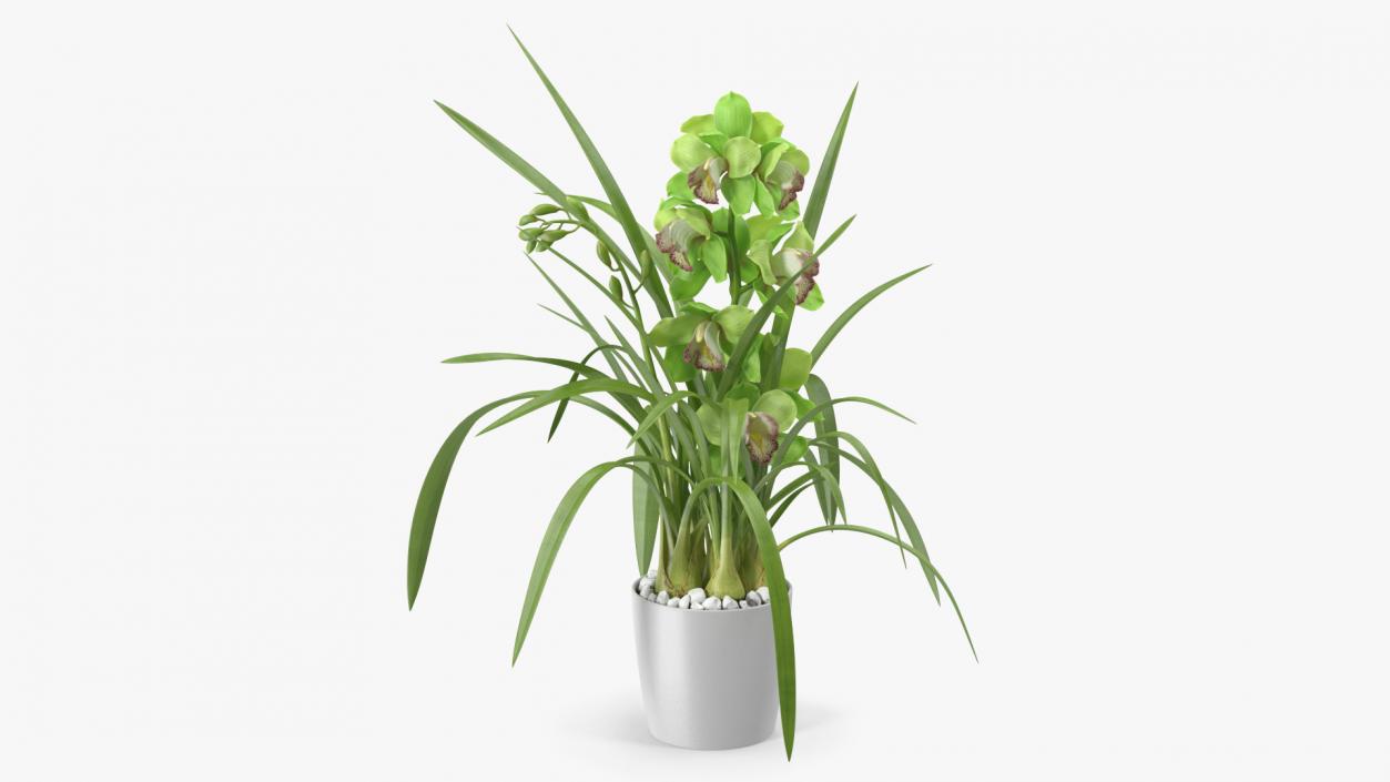 Orchid Pot Flower Green Fur 3D