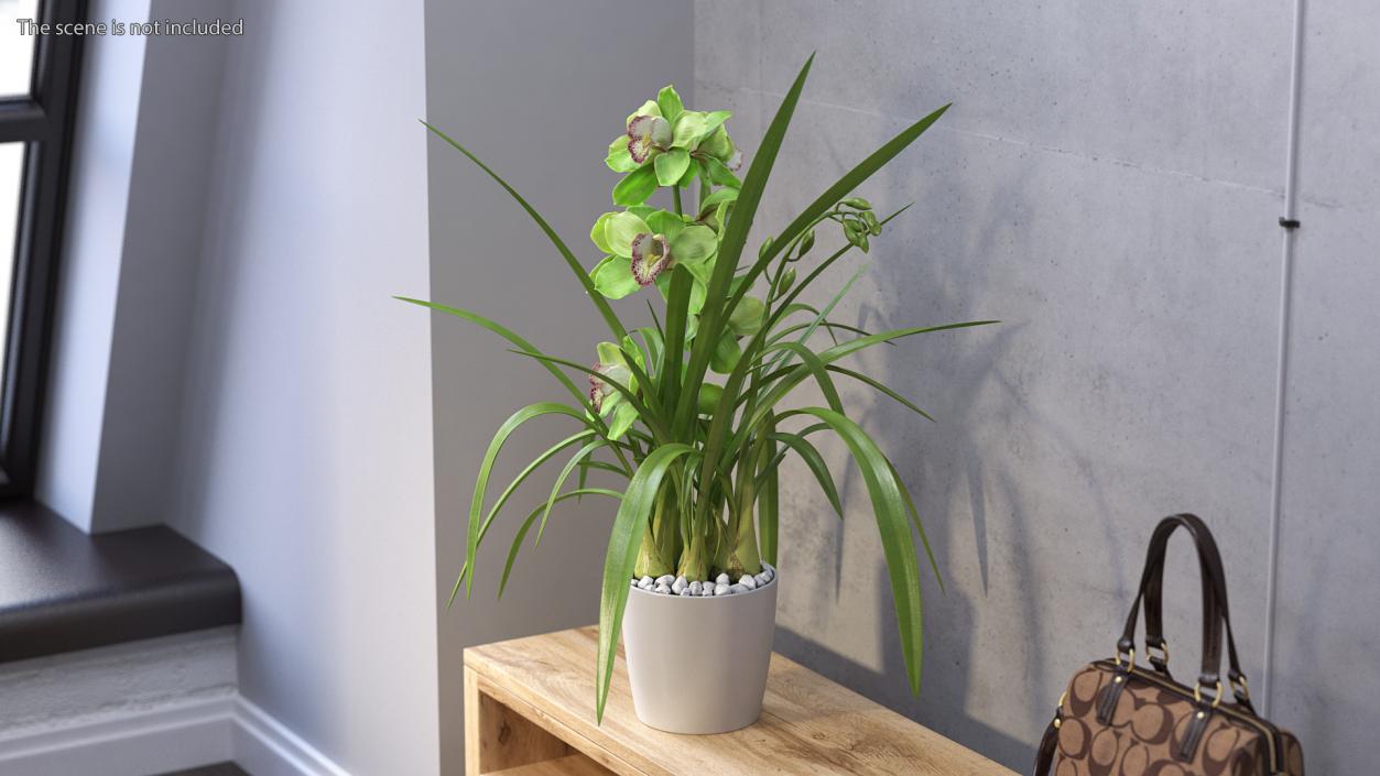 Orchid Pot Flower Green Fur 3D