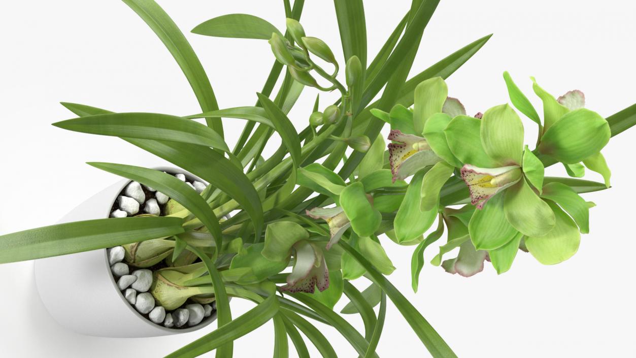 Orchid Pot Flower Green Fur 3D