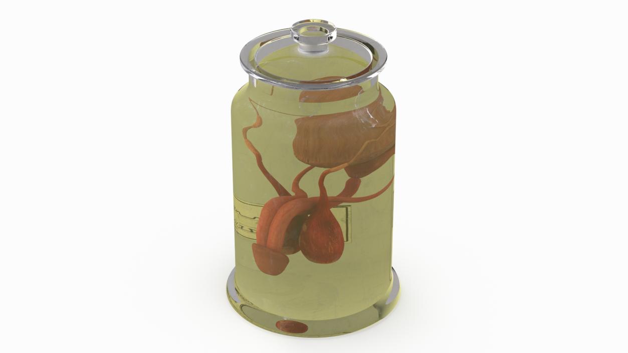 Male Genitalia in Glass Jar 3D