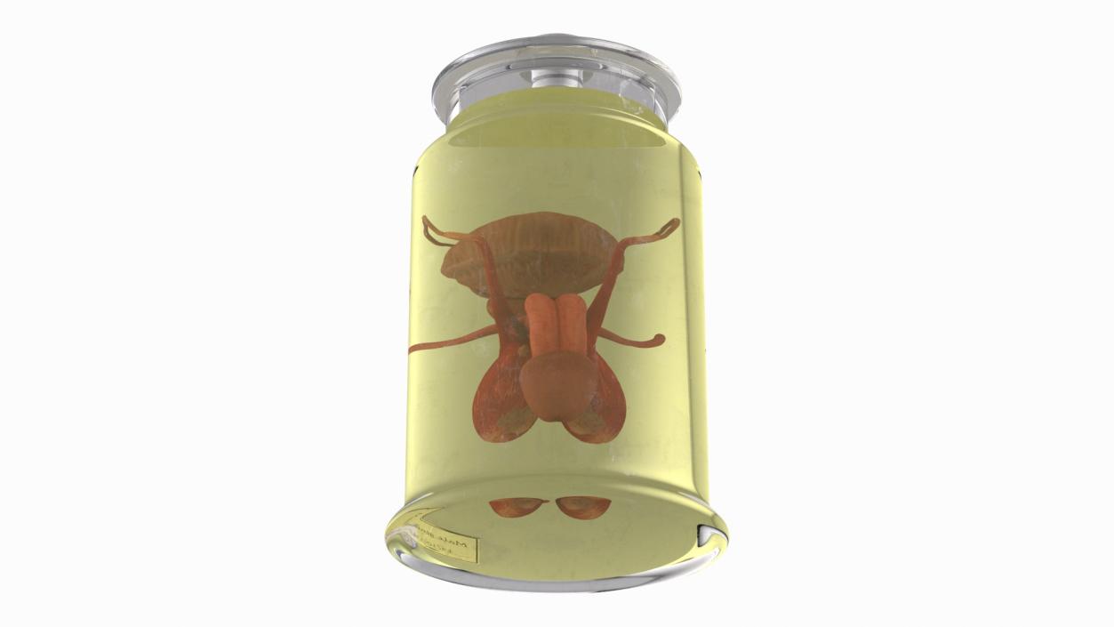 Male Genitalia in Glass Jar 3D