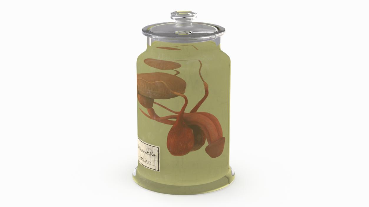 Male Genitalia in Glass Jar 3D