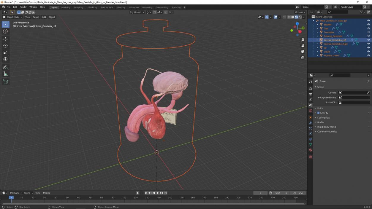 Male Genitalia in Glass Jar 3D