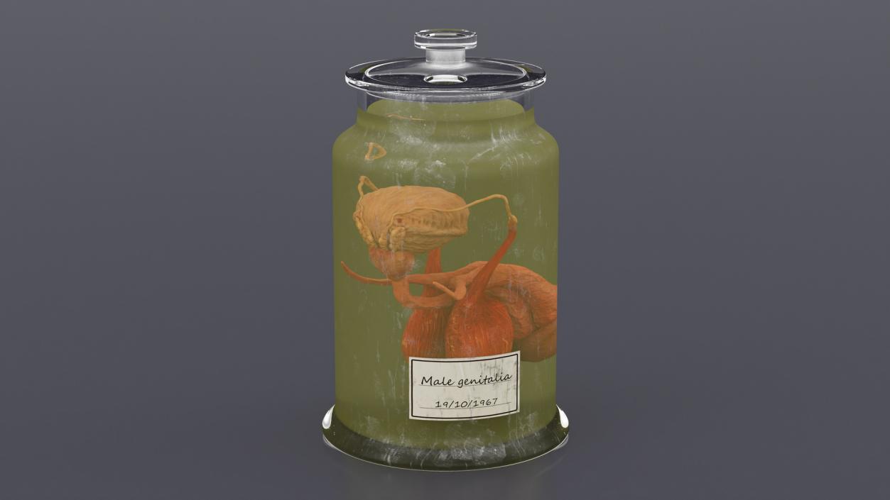 Male Genitalia in Glass Jar 3D