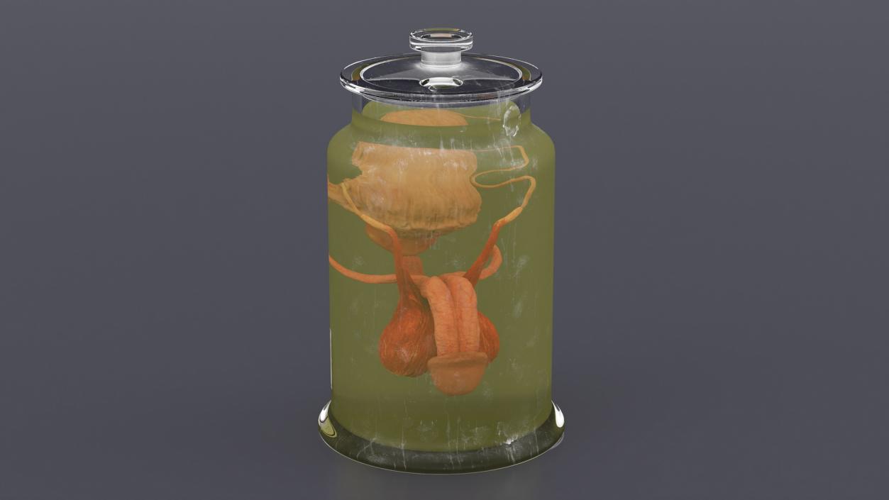 Male Genitalia in Glass Jar 3D