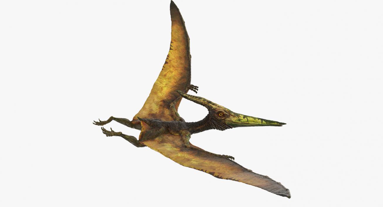 Pteranodon Flying Carnivorous Reptile Flying Pose 3D model