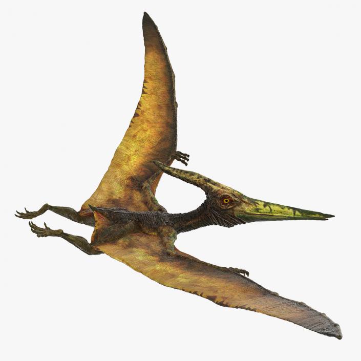 Pteranodon Flying Carnivorous Reptile Flying Pose 3D model