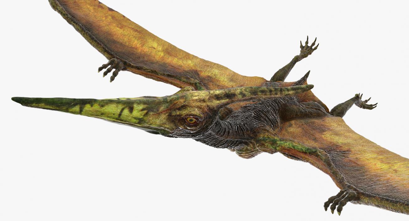 Pteranodon Flying Carnivorous Reptile Flying Pose 3D model