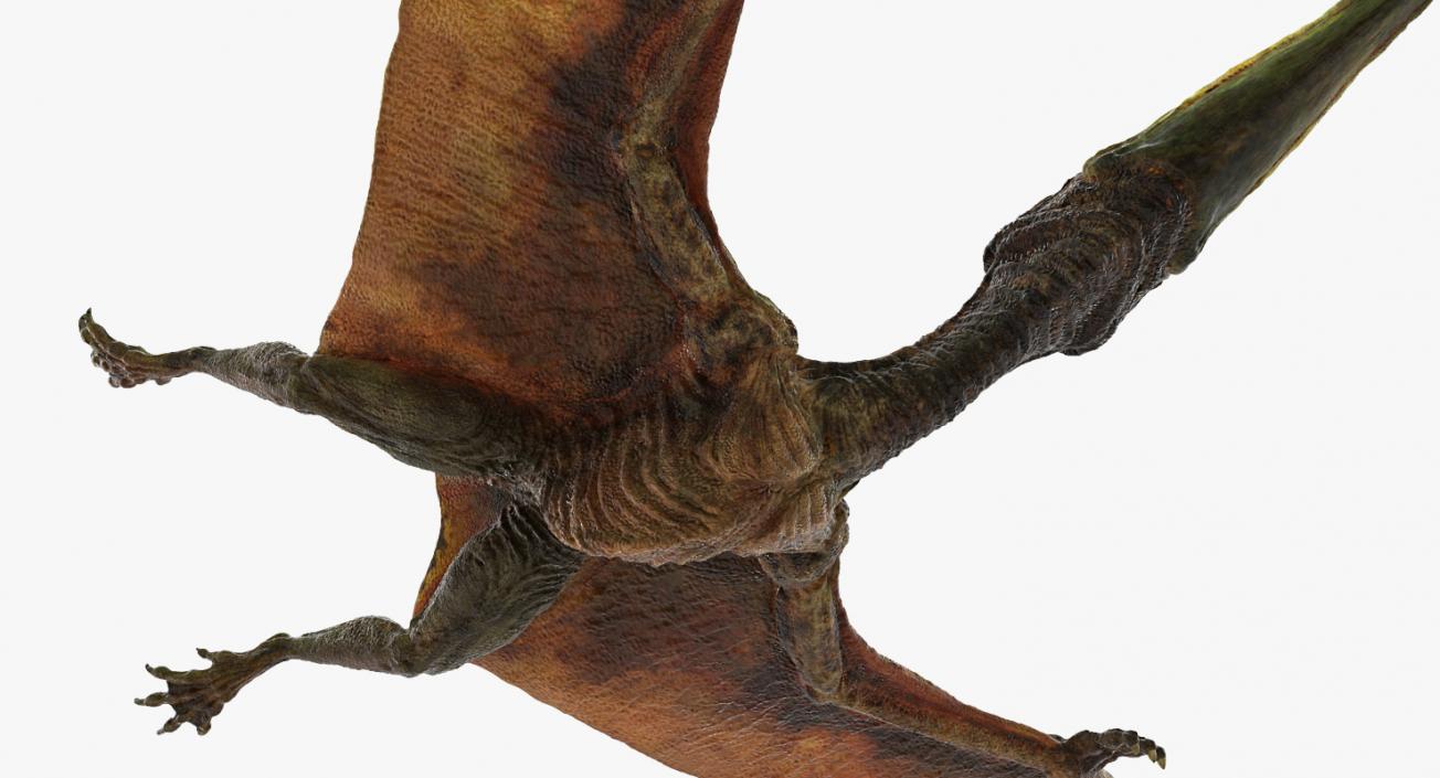 Pteranodon Flying Carnivorous Reptile Flying Pose 3D model