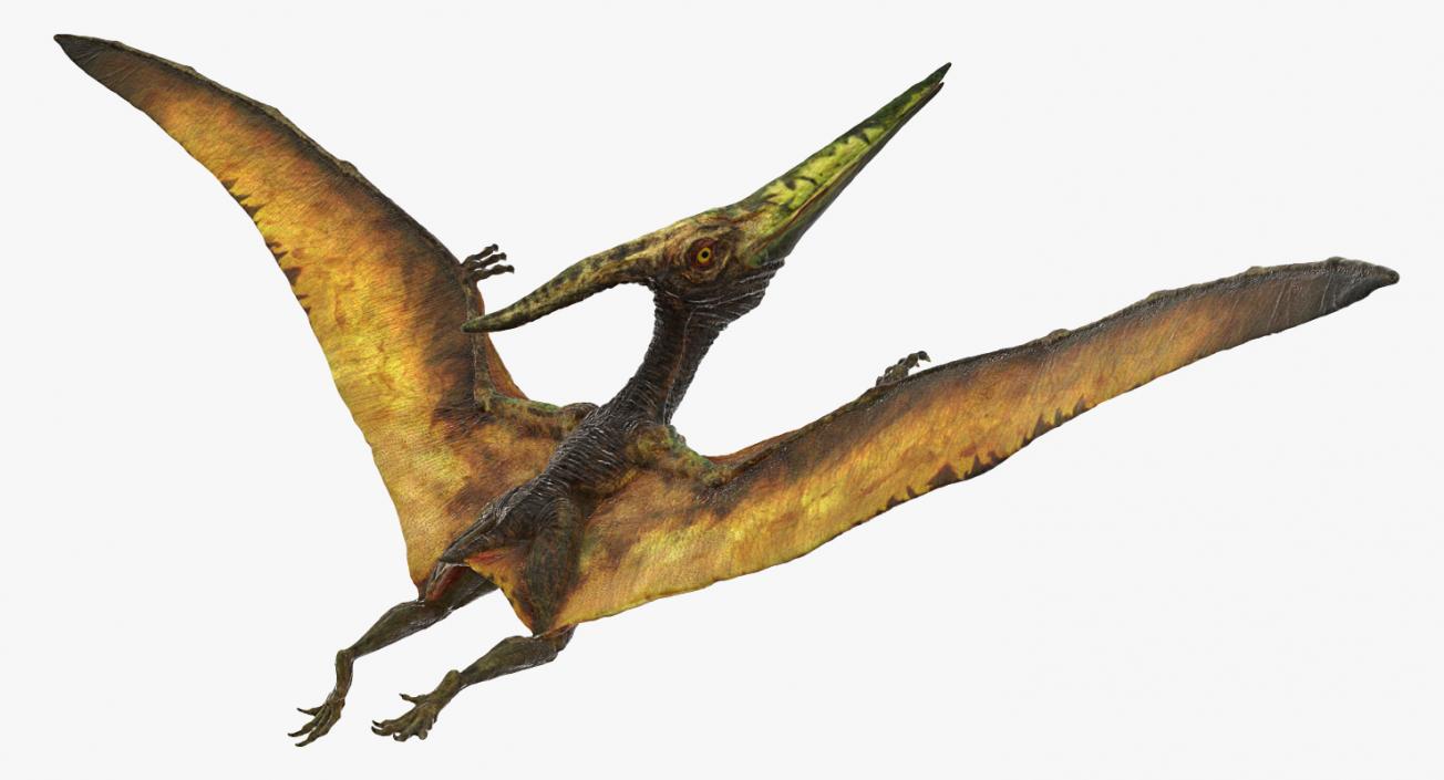 Pteranodon Flying Carnivorous Reptile Flying Pose 3D model