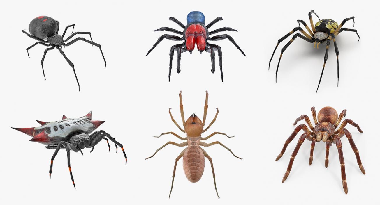 3D model Spiders 3D Models Collection 2