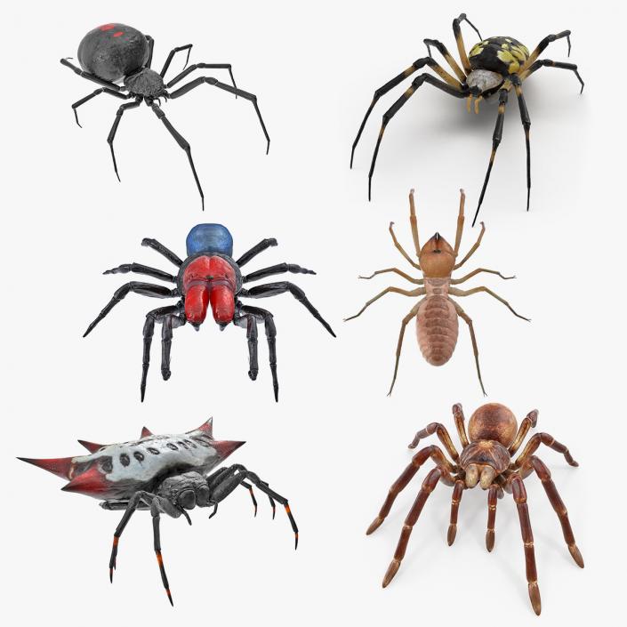 3D model Spiders 3D Models Collection 2