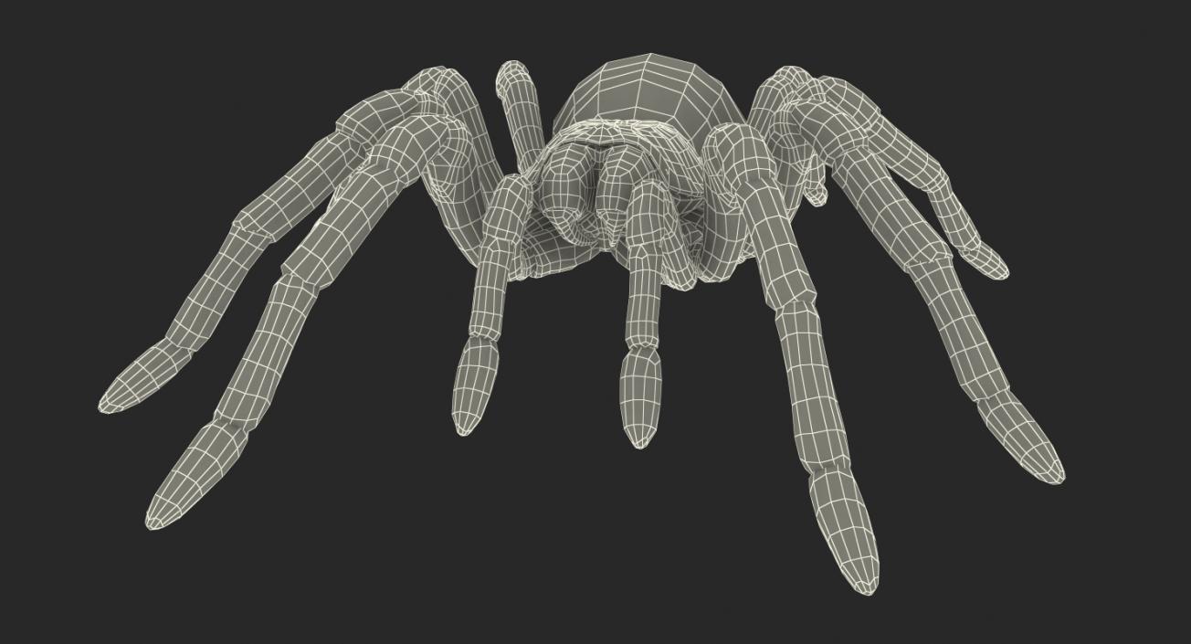 3D model Spiders 3D Models Collection 2