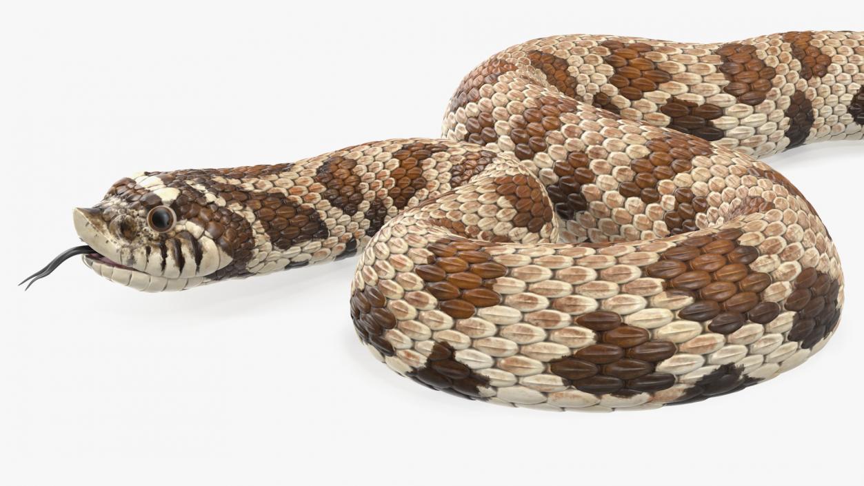 3D Brown Hognose Snake Coiled Pose