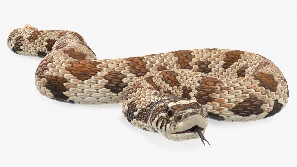 3D Brown Hognose Snake Coiled Pose