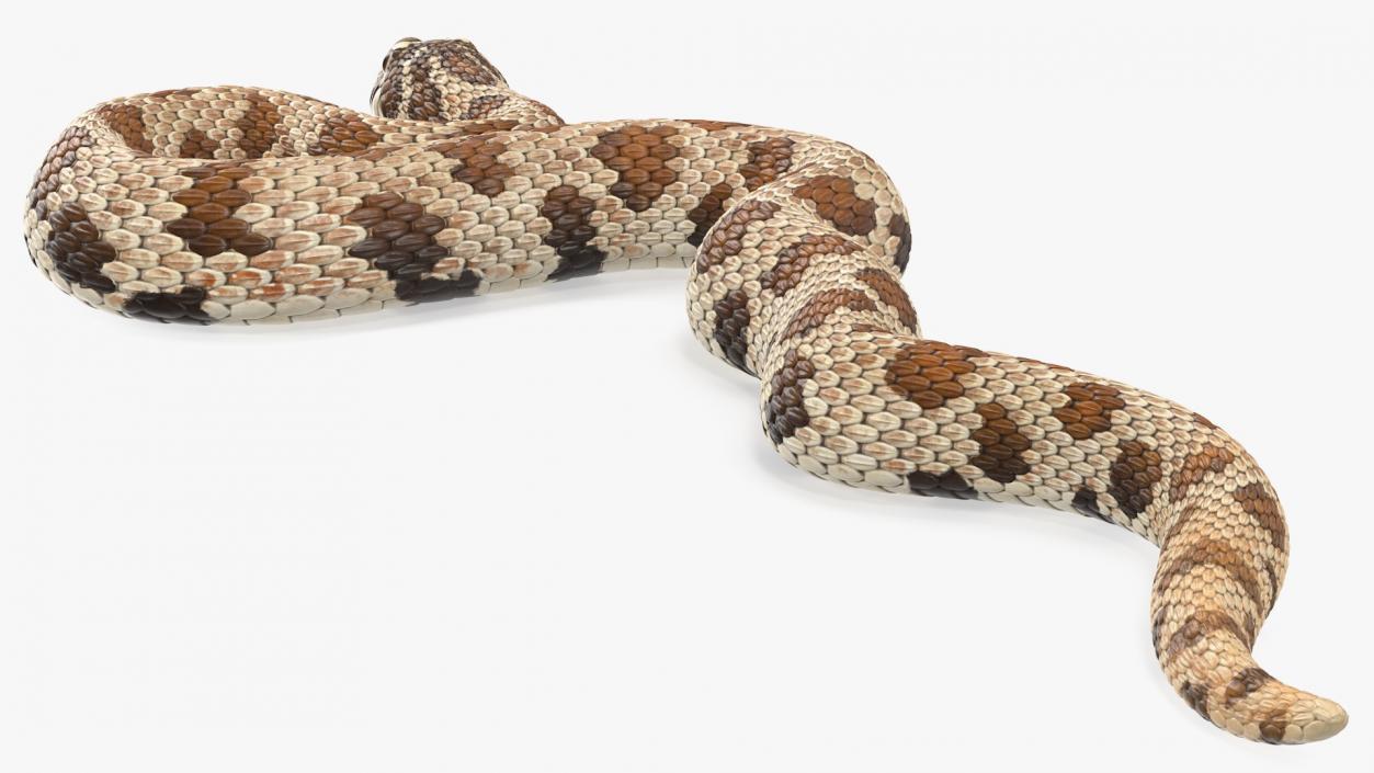 3D Brown Hognose Snake Coiled Pose