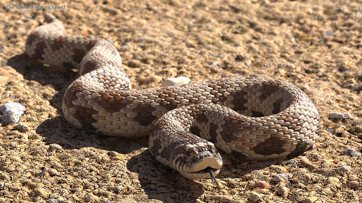 3D Brown Hognose Snake Coiled Pose