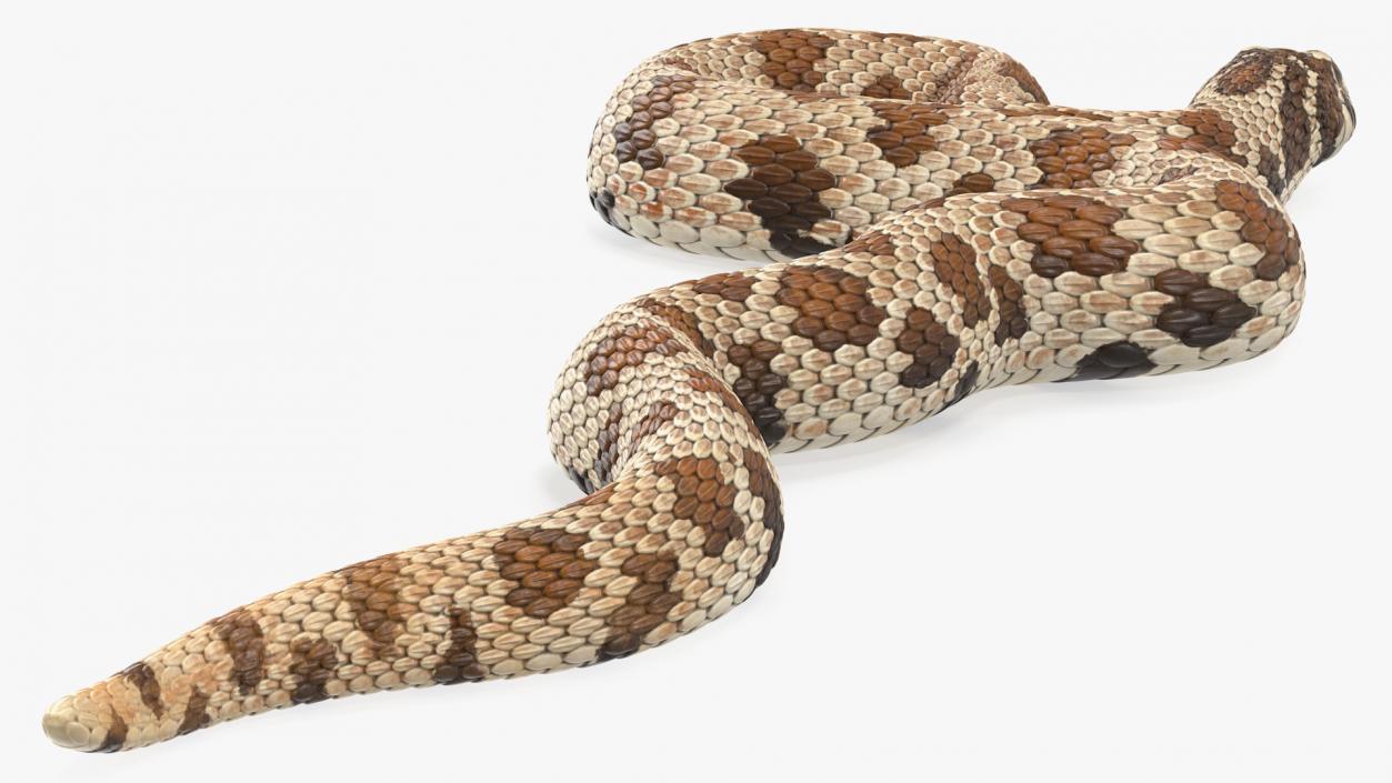 3D Brown Hognose Snake Coiled Pose