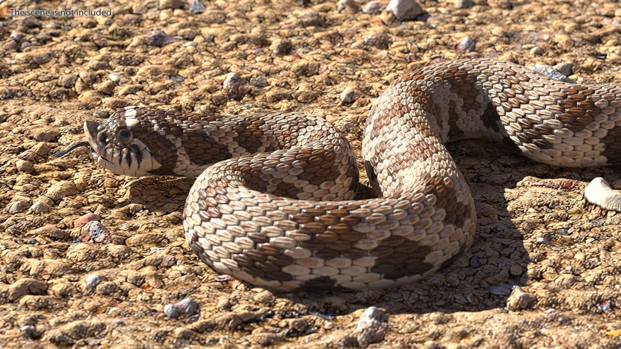 3D Brown Hognose Snake Coiled Pose