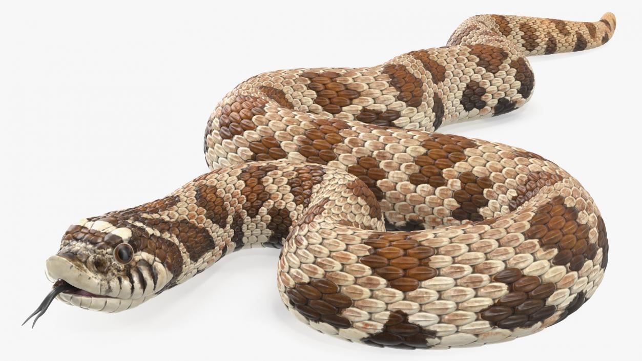 3D Brown Hognose Snake Coiled Pose