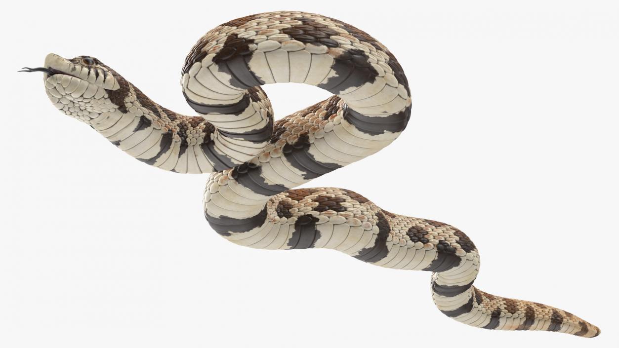 3D Brown Hognose Snake Coiled Pose