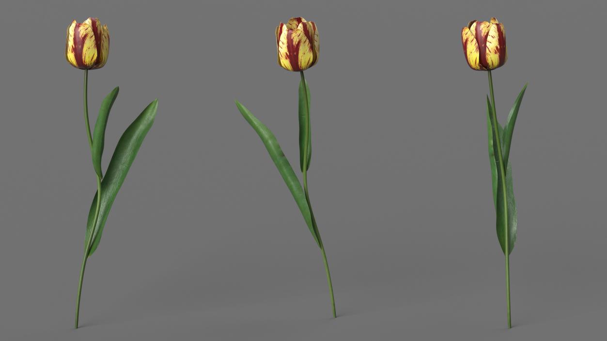 3D Banja Luka Tulip Flower model