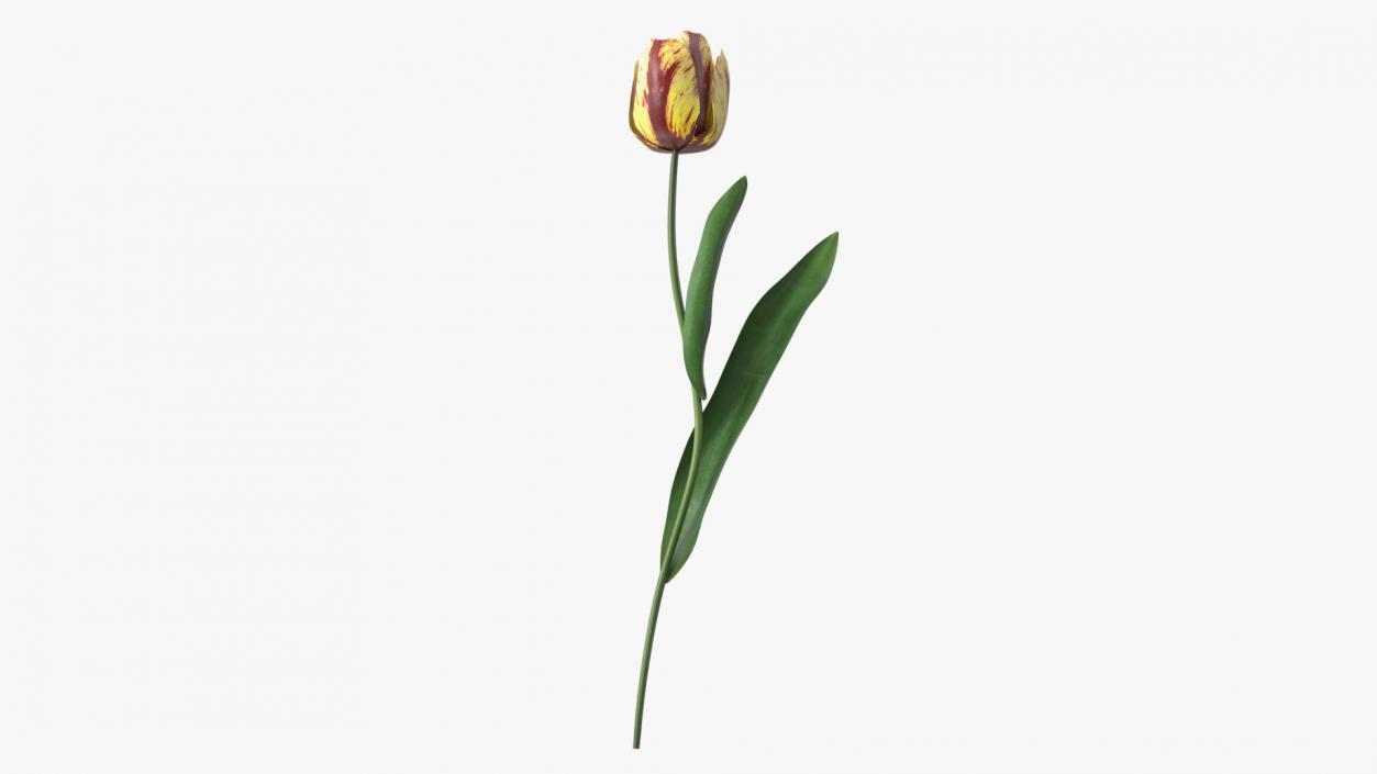 3D Banja Luka Tulip Flower model