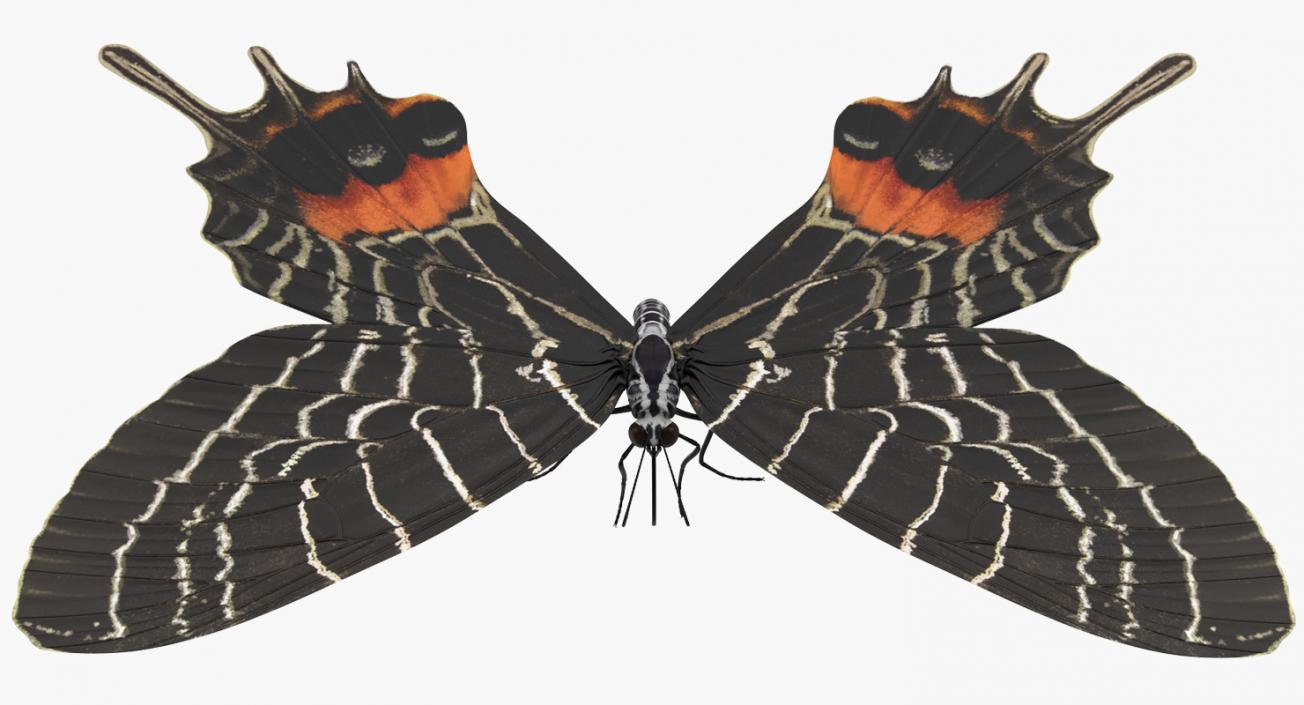 Bhutanitis Lidderdalii Butterfly Rigged 3D model